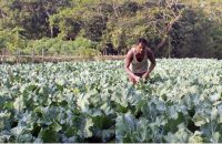 উজিরপুরে শীতকালীন সবজি চাষে লাভবান কৃষক