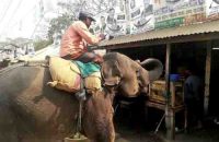 আগৈলঝাড়ায় হাতি দিয়ে চাঁদাবাজির অভিযোগ