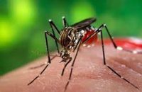 গৌরনদীতে আরো ৬ ডেঙ্গু রোগী ভর্তি