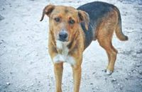 উজিরপুরে ক্ষুধার্ত কুকুরের কামড়ে ২০ জন আহত