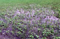 খালে বাঁধ দেয়ায় তিন গ্রামে জলাবদ্ধতা, ফসলের ব্যাপক ক্ষতি