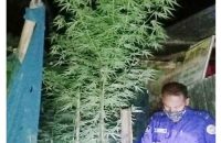 গৌরনদীতে তিনটি গাঁজা গাছ উদ্ধার