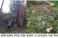 গৌরনদীতে  সন্ত্রাসী হামলায় আহত-৭, অর্ধশত গাছ নিধন,