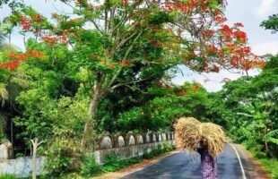 আগৈলঝাড়ায় তীব্র গরমেও কৃষ্ণচ‚ড়া-জারুলচোখ জুড়াচ্ছে