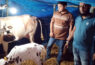 গৌরনদীতে সিজারে গাভীর বাচ্চার জন্ম