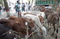 গৌরনদীতে ওজনে কম দেওয়ায় বিতরন না করে   বাছুর ফেরত পাঠালেন প্রশাসন