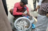গৌরনদীতে অবাধে চলছে  ইলিশের পোনা বিক্রি